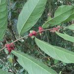 Trophis racemosa Frunză