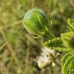 Hibiscus aponeurus Fruit