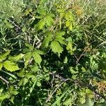 Rubus argutus Blatt