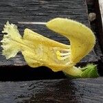 Salvia glutinosa Flower