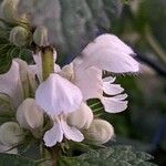 Lamium album Žiedas