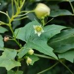 Bryonia alba 花