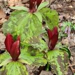 Trillium sessile 形态