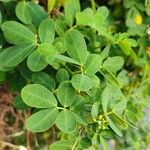 Senna bicapsularis Leaf