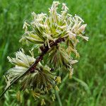 Dactylis glomerata Flower