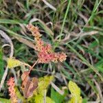 Penthorum sedoides Leaf