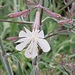 Silene italica Blomma