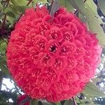 Brownea grandiceps Flower