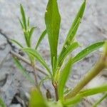 Silene apetala Likasa