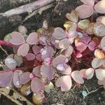 Oxalis spiralis Leaf