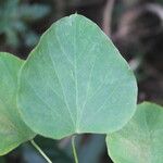 Cissampelos pareira Leaf