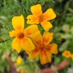 Tagetes tenuifolia Квітка