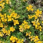 Genista hispanica Flower