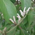 Lonicera maackii Fleur