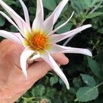 Dahlia pinnata Floare
