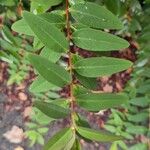 Hypericum patulum Feuille