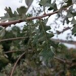 Quercus lobata Hoja