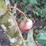 Pachylobus edulis Fruit