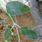 Salvia discolor Feuille