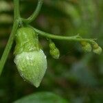 Cayaponia racemosa Fruit