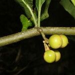 Solanum rovirosanum Плод