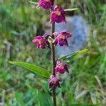 Epipactis atrorubensЦветок