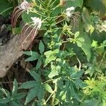 Cleome spinosa Habitus