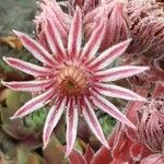 Sempervivum tectorum Flower