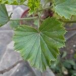 Pelargonium × hybridum Leaf