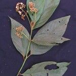 Nectandra villosa Іншае