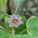 Solanum melongenaFlower