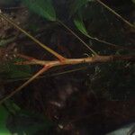 Placodiscus opacus Corteza