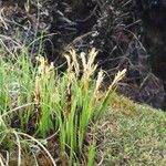 Carex esenbeckii Habit