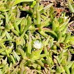 Delosperma lineare