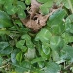 Trifolium fragiferum Blad