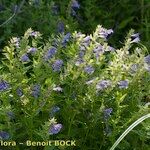 Scutellaria hastifolia Hábito