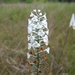 Platanthera nivea Flower