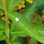 Lysimachia clethroides 葉