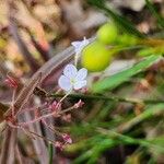 Veronica scutellata 花