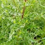 Cirsium arvense برگ