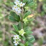 Lippia micromera Цвят