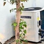 Ficus religiosaЛист