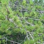 Pinus rigida पत्ता