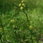 Sanicula bipinnata Žiedas