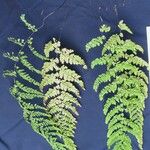 Adiantum concinnum Muu