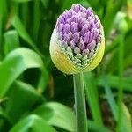Allium giganteum Fruto