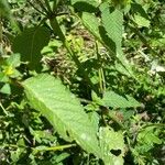 Galeopsis tetrahit Leaf