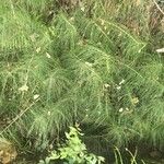 Equisetum fluviatile ഇല