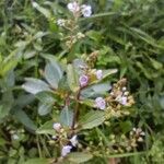 Veronica catenata Flower