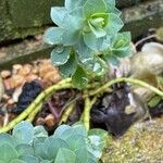 Euphorbia myrsinites Leaf